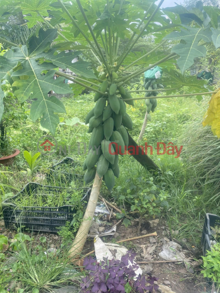 , Làm ơn chọn | Nhà ở Niêm yết bán, đ 5,3 tỷ