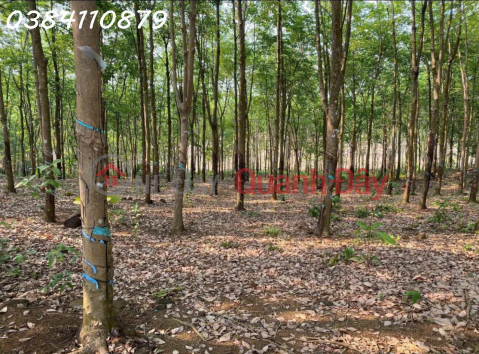 ĐẤT ĐẸP TÂN LỢI – ĐỒNG PHÚ, 2HA CAO SU – CHỈ 3 TỶ _0