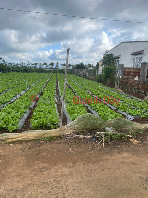 Land for sale, 502m2, Tan Hoi Commune, Duc Trong District, Lam Dong Province, cheapest price in the area: 1.5 billion VND. _0
