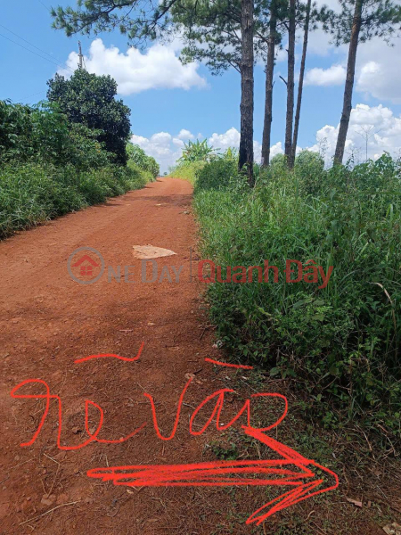 OWNER Needs To Quickly Sell A LOT OF LAND IN TAN CHAU COMMUNE, DI LINH, Lam Dong - EXTREMELY CHEAP PRICE, Vietnam Sales đ 900 Million