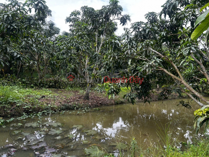 PROFITABLE INVESTMENT – OWNER NEEDS TO SELL LAND in Dong Hiep commune, Co Do district, Can Tho city. | Vietnam | Sales | đ 1.6 Billion