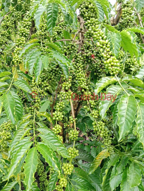 BEAUTIFUL LAND - CHEAP PRICE - OWNER SELLS 20Ha of Coffee Land at Indochina Junction, Bo Y, Ngoc Hoi, Quang Ngai _0