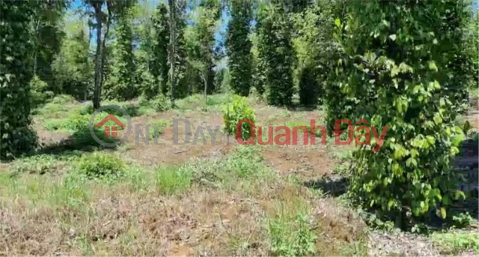 BEAUTIFUL LAND - Road Front Lot for Sale in Nghia Trung Ward, Gia Nghia, Dak Nong _0