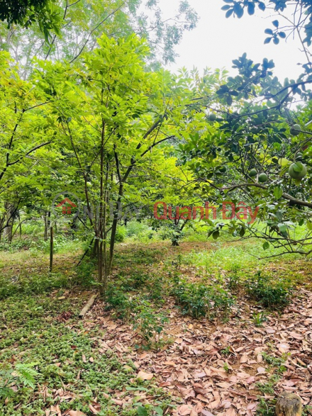 đ 43 tỷ | Chính chủ cần bán khu đất đẹp tiềm năng đầu tư cao Phương Hạnh , Xã Tân Tiến, Huyện Chương Mỹ, Hà Nội