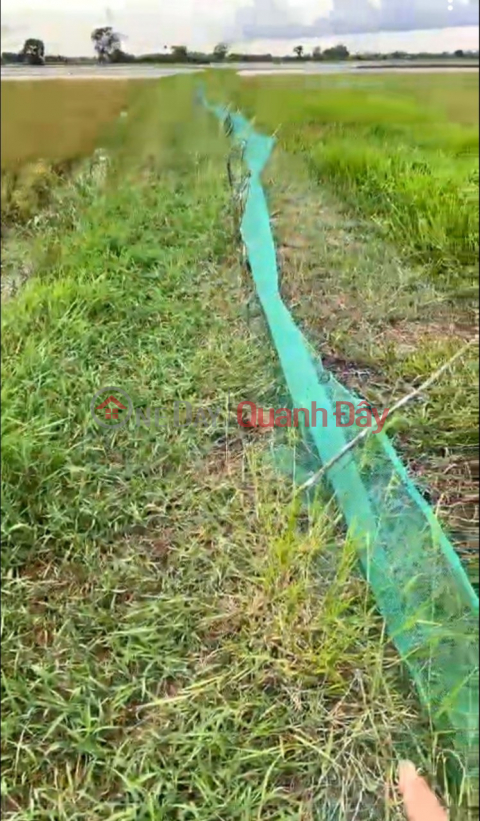 Owner Needs to Sell Rice Land Lot, Location in Go Dau District, Tay Ninh Province _0