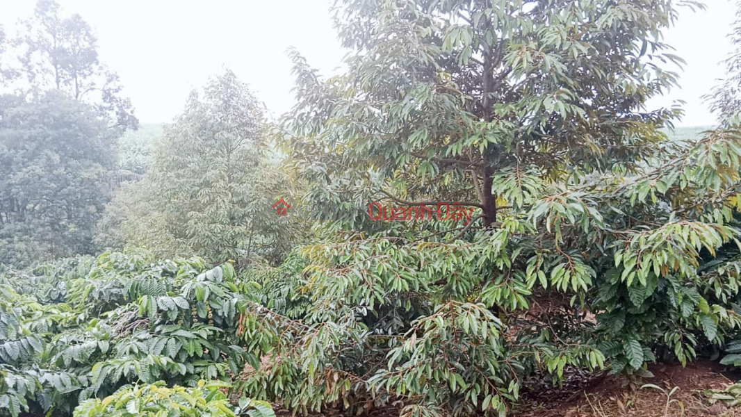 Land includes houses and coffee and rubber trees Sales Listings