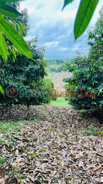BEAUTIFUL LAND - INVESTMENT PRICE - QUICK SALE OF LAND IN Long Khanh Town, Dong Nai Sales Listings