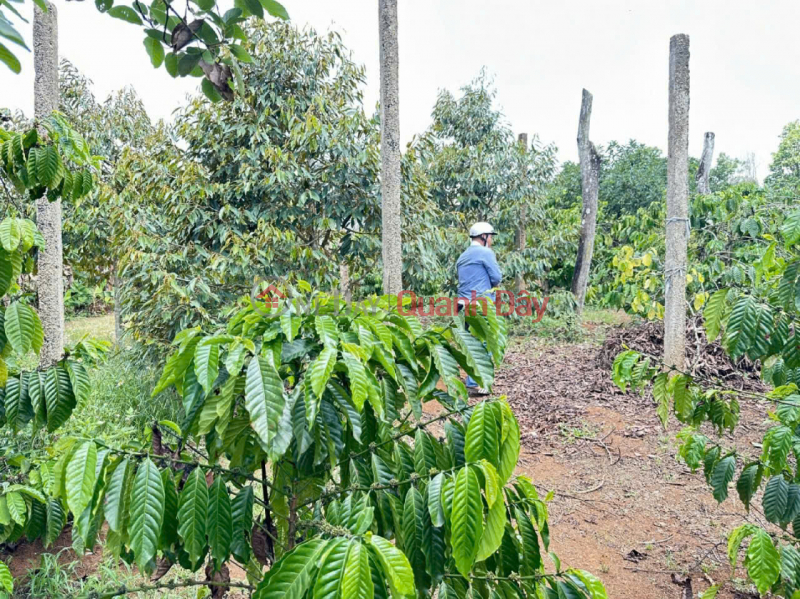 Chính Chủ Bán 10.000m2 Đất Tại Phường Thống Nhất, Xã Buôn Hồ, Đắk lắk Việt Nam | Bán, đ 2,7 tỷ