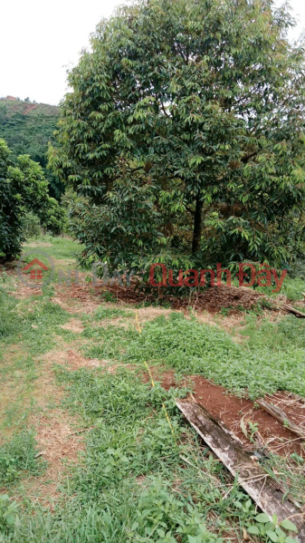 Property Search Vietnam | OneDay | Nhà ở, Niêm yết bán, ĐẤT ĐẸP – GIÁ ĐẦU TƯ - CẦN BÁN LÔ ĐẤT RẪY SẦU TẠI Tại thôn Quảng Bình, xã Kiến Đức, Đăk Nông