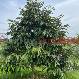 OWNER Needs to Sell Durian Planting Land - In Village 11, Hoa Nam, Di Linh, Lam Dong _0