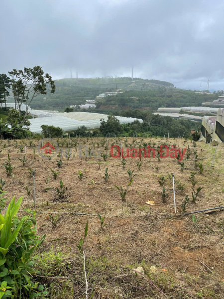 đ 24 Billion | SUPER BEAUTIFUL LAND - INVESTMENT PRICE Owner Needs to Sell a Land Lot in a Prime Location in Tram Hanh Commune, Da Lat, Lam Dong