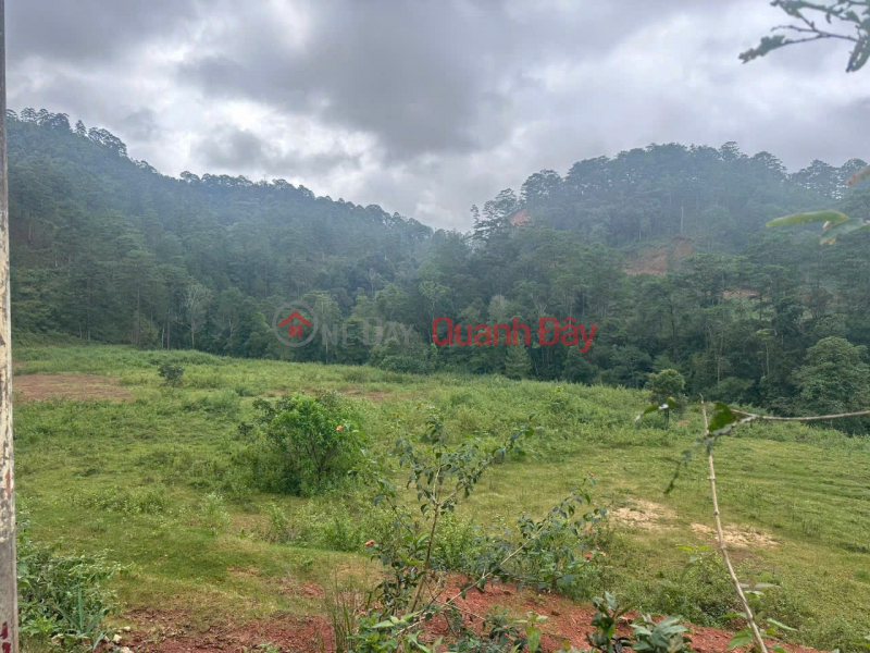 OWNER NEEDS TO SELL LAND URGENTLY IN Lat Commune - Lac Duong District - Lam Dong Province | Vietnam | Sales đ 90 Billion