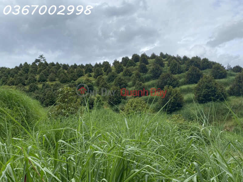 OWNER NEEDS TO SELL PERMANENT LAND LOT URGENTLY, Vietnam | Sales, ₫ 3.5 Billion