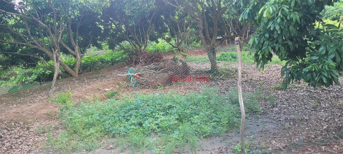 BEAUTIFUL LAND - GOOD PRICE - Land Lot For Sale Prime Location In Hoa Ninh Commune, Long Ho District, Vinh Long Sales Listings