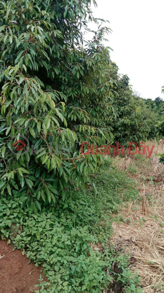 ĐẤT ĐẸP – GIÁ ĐẦU TƯ - CẦN BÁN LÔ ĐẤT RẪY SẦU TẠI Tại thôn Quảng Bình, xã Kiến Đức, Đăk Nông Niêm yết bán