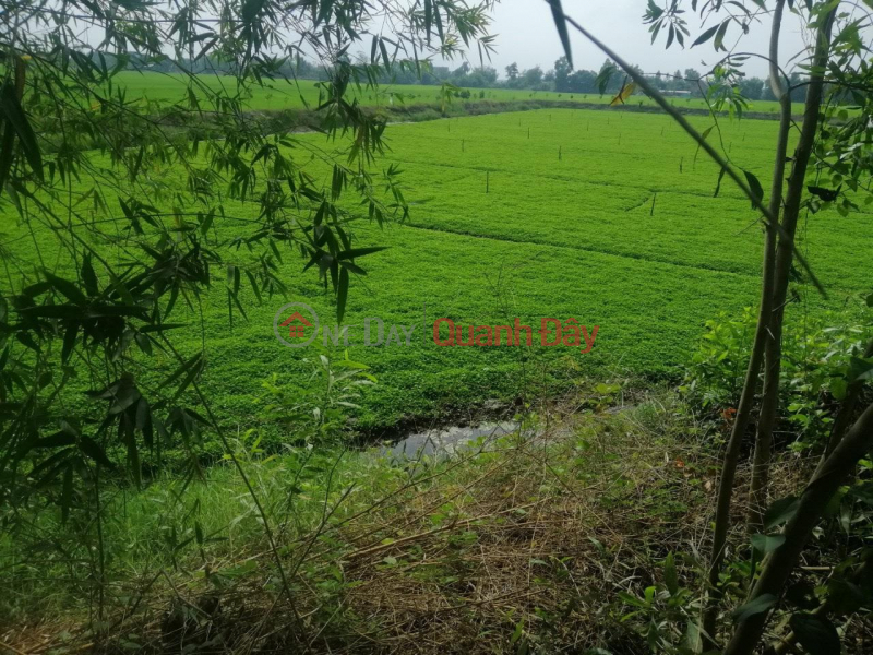 BEAUTIFUL LAND - GOOD PRICE - Land Lot For Sale Prime Location In Moc Hoa, Long An Sales Listings