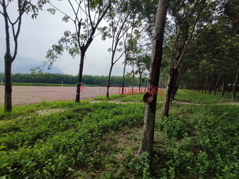Property Search Vietnam | OneDay | Residential, Sales Listings | OWNER OF RUBBER LAND FOR SALE IN NINH NGHIA AREA, NINH THANH, CITY. TAY NINH
