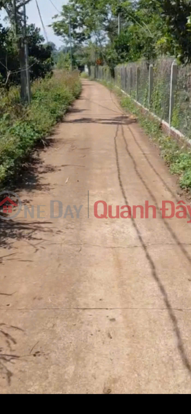 CHÍNH CHỦ CẦN BÁN Nhanh Vườn Sầu Riêng 12,201.2m2 Bảo Bình, Cẩm Mỹ, Đồng Nai Việt Nam | Bán đ 7,9 tỷ