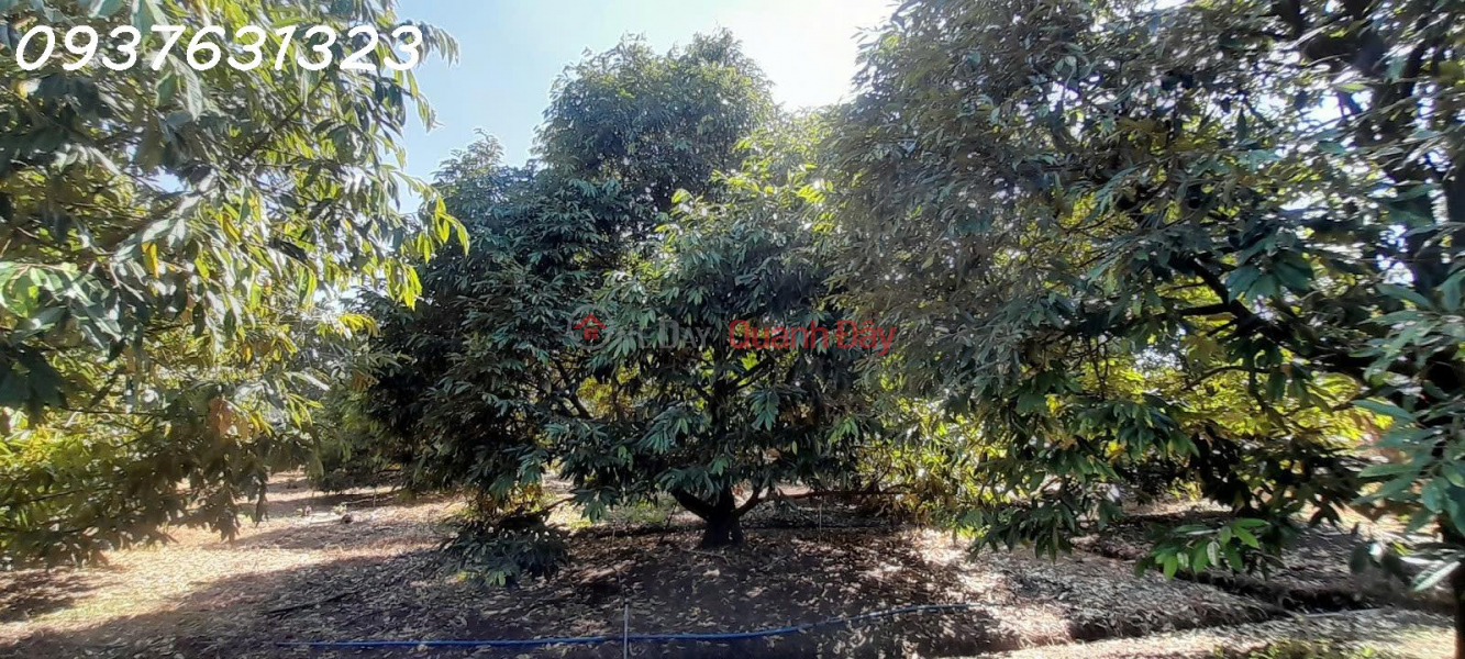 CHÍNH CHỦ CẦN BÁN: VƯỜN SẦU RIÊNG MUSANG KING ĐANG THU HOẠCH – BẾN CẦU, TÂY NINH Niêm yết bán