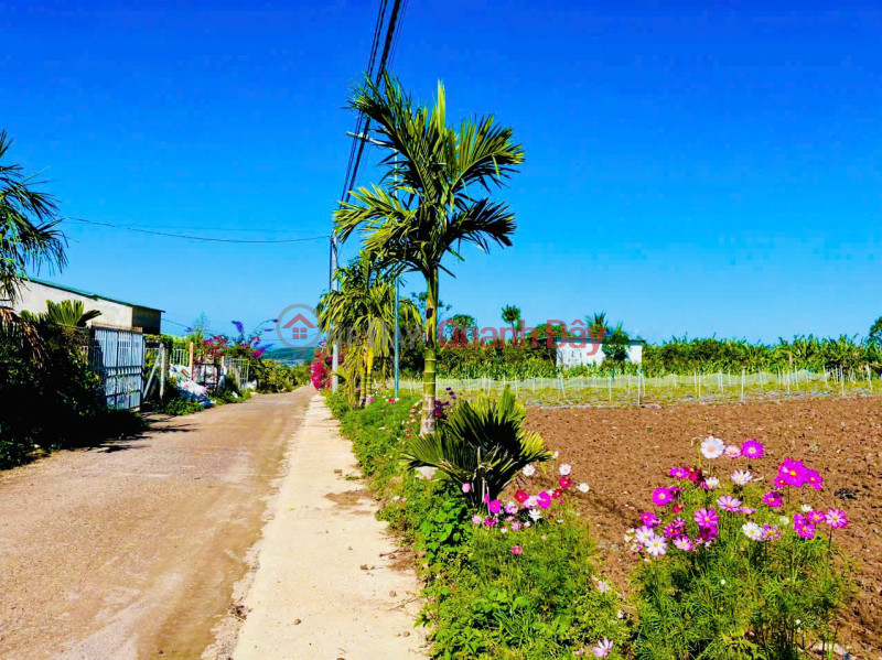 đ 725 Million 725TR - Anticipating the highway interchange - Residential land near Da Lat is now only a matter of days away.