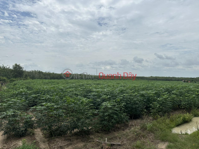 Property Search Vietnam | OneDay | Residential, Sales Listings | OWNER Sells Land Lot in Prime Location at Tan Thuan Hamlet, Tan Hoa Commune, Tan Chau, Tay Ninh