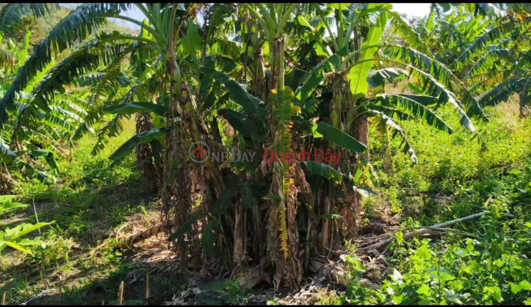 Property Search Vietnam | OneDay | Nhà ở | Niêm yết bán, ĐẤT ĐẸP – GIÁ ĐẦU TƯ - CẦN BÁN LÔ ĐẤT TẠI Xã lơ pang, huyện Mang Yang, tỉnh Gia Lai