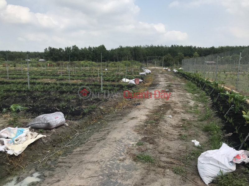 For sale by owner 1hectare available farm 1200m2 Tho Cu Near Phuoc Dong Industrial Park, Trang Bang Tay Ninh Vietnam | Sales, đ 10 Billion