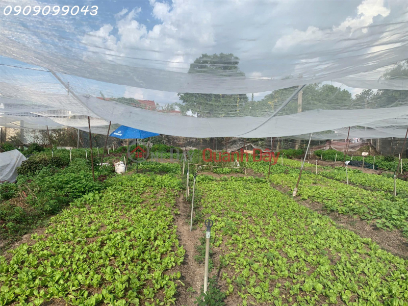 URGENT SALE: 1,560m² LAND – TRAN THI BOC STREET – NEAR DANG THUC VINH INTERSECTION, HOC MON DISTRICT Vietnam | Sales đ 25 Billion