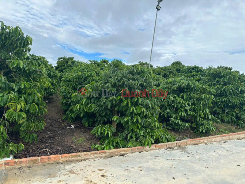 Selling 21000m2 (21 sao) of land, house, pond, coffee garden - Lien Hiep Commune - Duc Trong Lam Dong Sales Listings