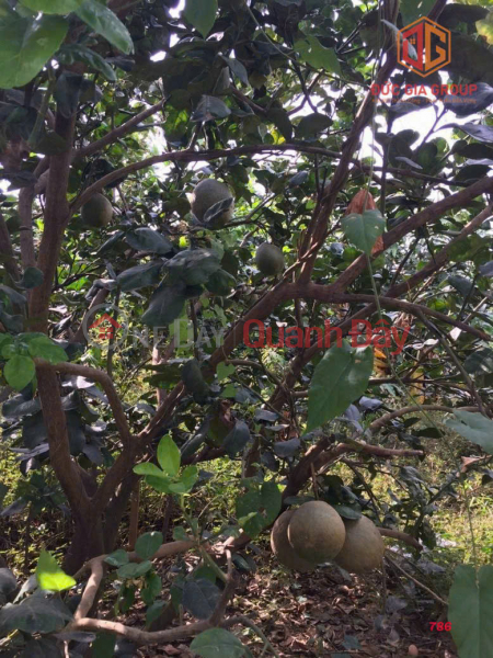Garden house for sale by Dong Nai river, Tan Binh, Vinh Cuu super cheap price, Vietnam Sales | đ 5 Billion