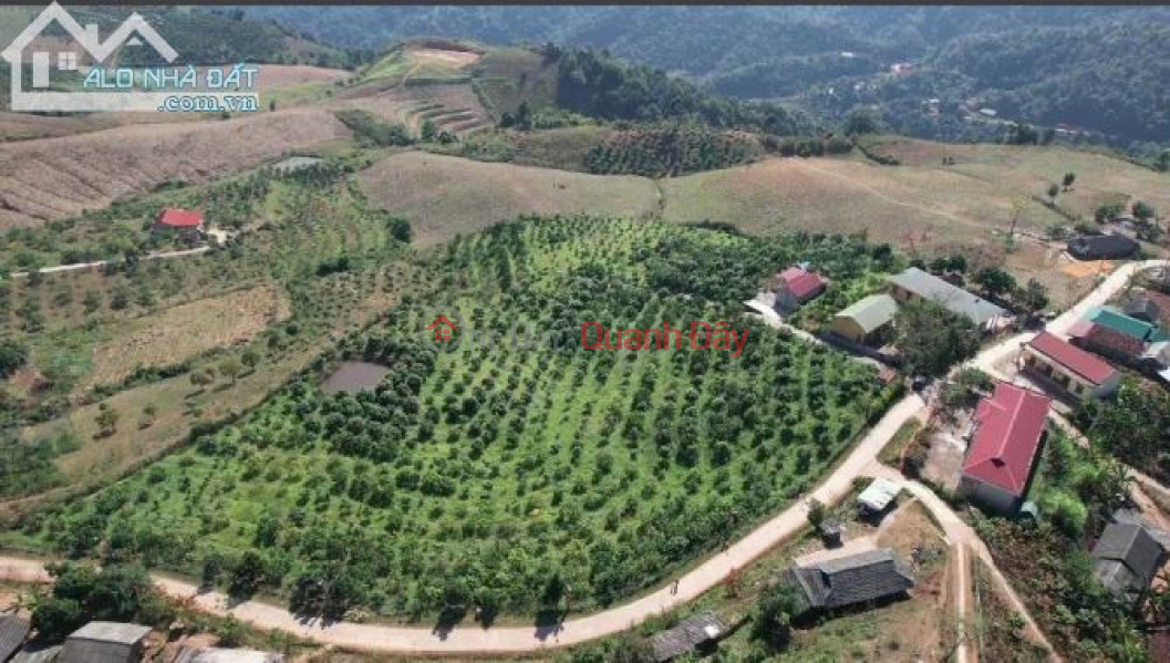 Need to sell a plot of land in a prime location in Chieng Son commune, Moc Chau, with a pink book, area of over 2 hectares, frontage of over Sales Listings