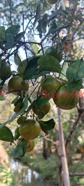  | Làm ơn chọn | Nhà ở Niêm yết bán đ 950 triệu