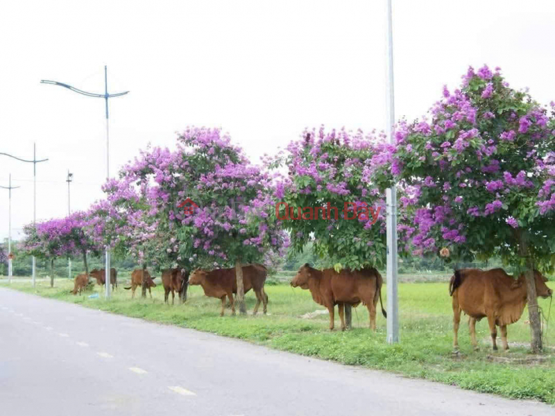 QUICK SALE OF LAND IN GOOD LOCATION, Bac Ha Residential Area, Quang Tien, Soc Son, Hanoi, Vietnam, Sales đ 4.2 Billion