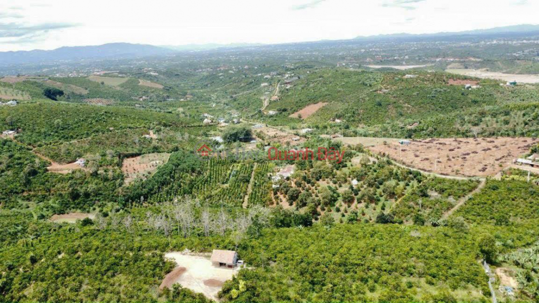 OWNER NEEDS TO SELL BEAUTIFUL LOT OF LAND - INVESTMENT PRICE In Di Linh - Lam Dong Sales Listings