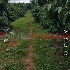 BEAUTIFUL LAND - GOOD PRICE - OWNER NEEDS TO SELL Land Plot In Dak Buk So Commune, Tuy Duc District, Dak Nong Province _0