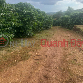 ĐẤT ĐẸP- GIÁ TỐT - CHÍNH CHỦ BÁN NHAH ĐẤT VƯỜN CAFE Tại Thôn 6, Xuân Trường. _0