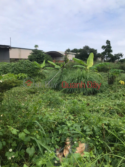 OWNER'S LAND - 2 CONNECTING LOTS FOR SALE - Phuoc Binh Ward, Dong Nai Province _0