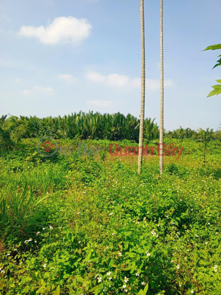 Owner in urgent need of money is selling a plot of land on the main road DX 017, with 1000 m² of residential land, Cam Thanh, for 18 billion VND. | Vietnam, Sales, đ 18 Billion