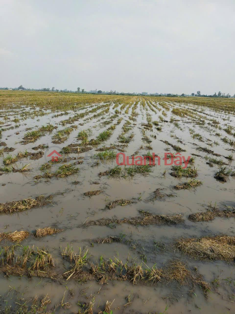 OWNER Needs to Sell 63 Cong of Rice Field in Kien Hao Hamlet, Binh Thanh Commune, Thoai Son, An Giang _0