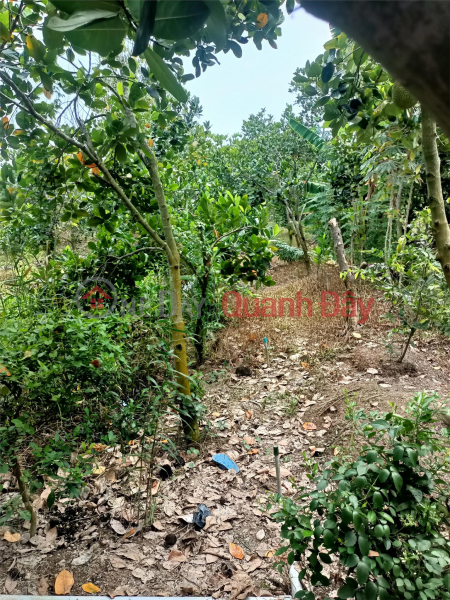 Property Search Vietnam | OneDay | Residential, Sales Listings | OWNER Sells Jackfruit Farming Land In Phu Nhuan Commune, Cai Lay, Tien Giang