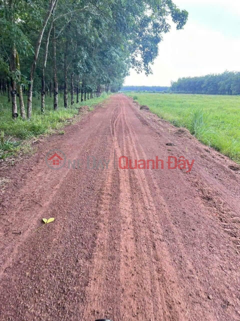 Beautiful Land - Good Price - Owner Needs to Sell a Plot of Land in a Beautiful Location in Thanh Binh Commune, Tan Bien District, Tay Ninh _0