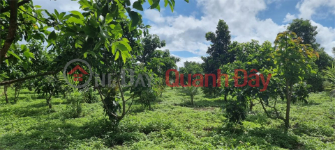 BEAUTIFUL LAND - GOOD PRICE - Owner Needs to Sell Land Lot in Phu Hoi Commune, Duc Trong District, Lam Dong Province _0