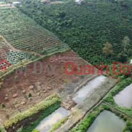 Good feng shui land, cloud hunting view, available agricultural products: coffee, 9T durian, near Lien Khuong international airport _0