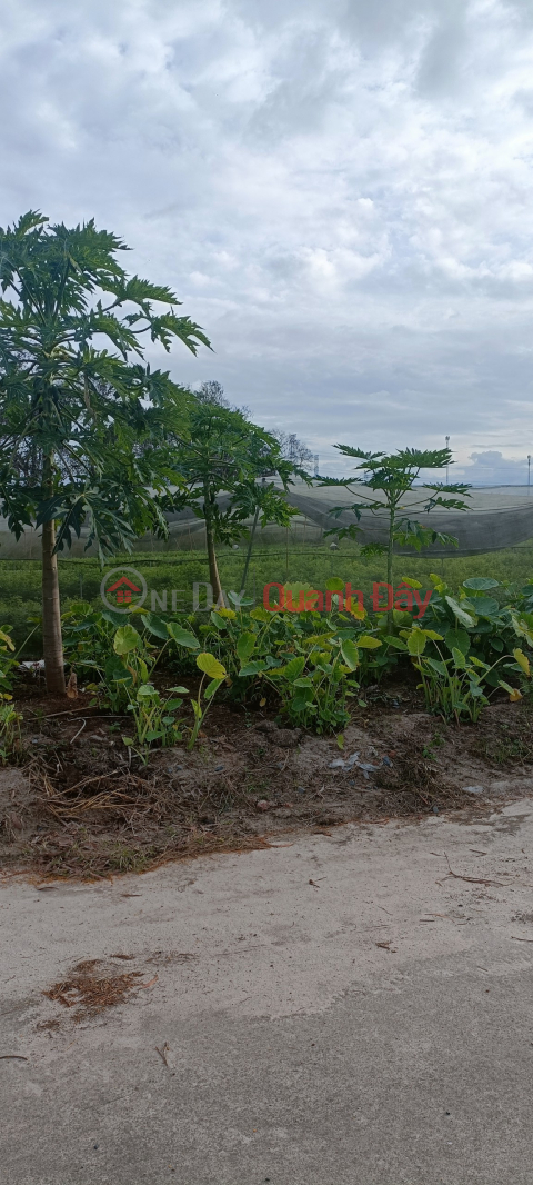 Selling urgently, the owner has a lot of debt, 573m2 of land near Phu Chanh market, Tan Uyen, price 2.2 billion _0
