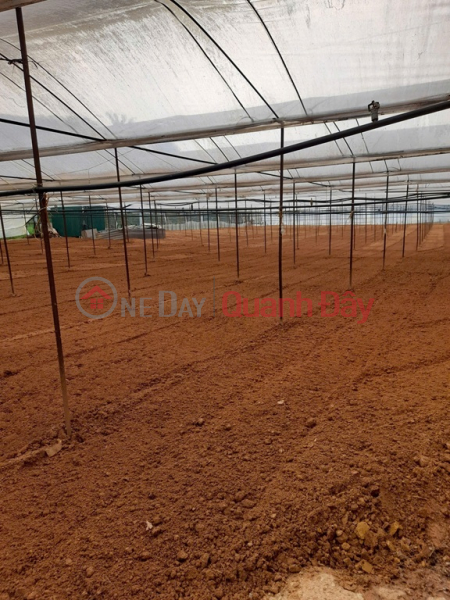 đ 24,75 tỷ Chính Chủ Cần Bán Lô Đất Vị Trí Đẹp Tại phường 11, TP. Đà Lạt, Lâm Đồng