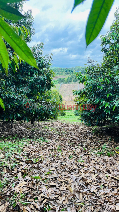 BEAUTIFUL LAND - INVESTMENT PRICE - QUICK SALE OF LAND IN Long Khanh Town, Dong Nai _0