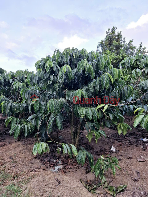 PRIME LAND – INVESTMENT PRICE – OWNER NEEDS TO SELL A PLOT OF LAND IN PHUC HOP VILLAGE - PHUC THO - LAM HA - LAM DONG _0