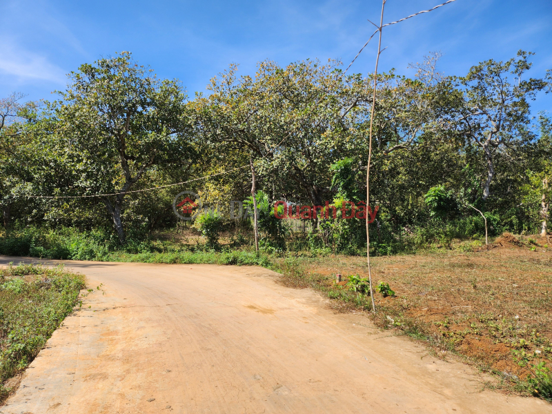 Property Search Vietnam | OneDay | , Niêm yết bán Thanh lý gấp lô 5x30mx50m2TC đất thuộc TX Bình Long - sổ sẵn trao tay- oto vào thoải mái giá chỉ 170tr