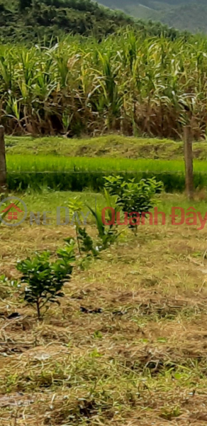 Property Search Vietnam | OneDay | , Niêm yết bán Bán gấp trang trại có suối lớn Ninh tây