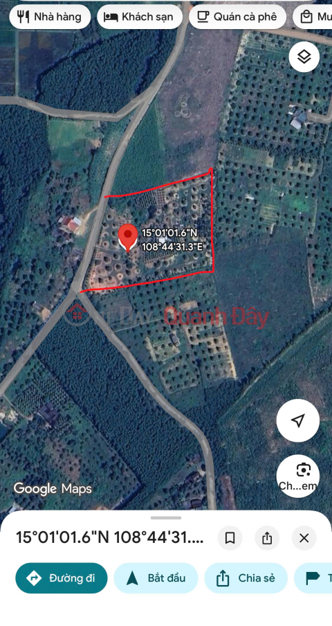 Fruit orchard for sale, over 10,000m2, Hanh Nhan, Nghia Hanh, Quang Ngai, at a good price. _0